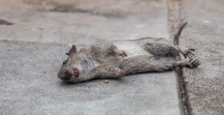 martwy szczur